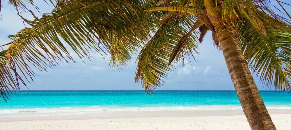 beach with palm tree