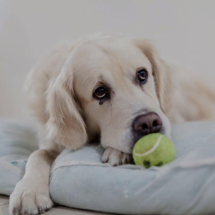 sad puppy with tennis ball