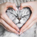 Woman holding her lovely fluffy cute cat face and making a heart shape with her hands