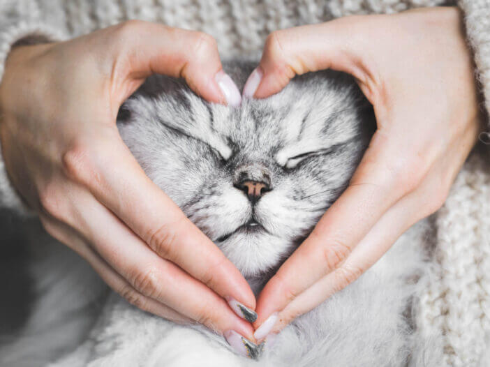 Woman holding her lovely fluffy cute cat face and making a heart shape with her hands