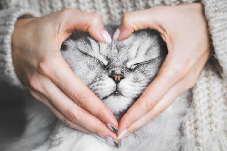 Woman holding her lovely fluffy cute cat face and making a heart shape with her hands