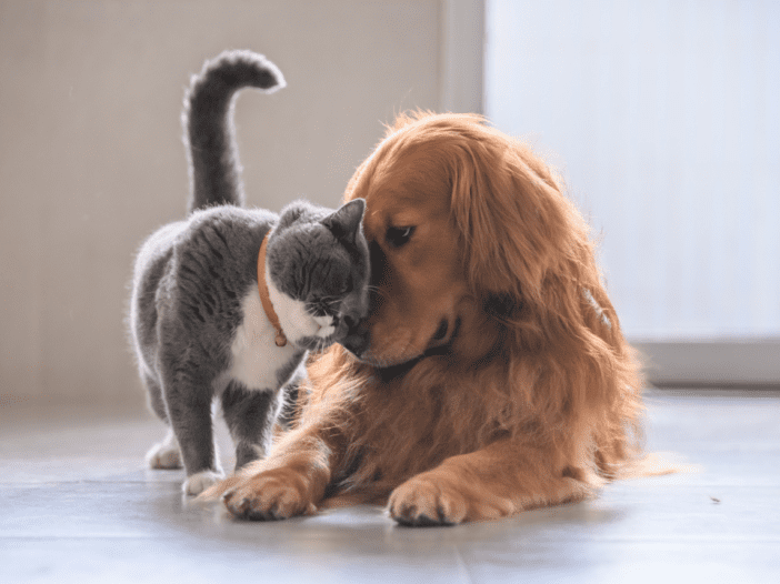 pet golden retriever and pet grey cat snuggling and caring for eachother