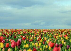 a field full of blooming tulips all different colors