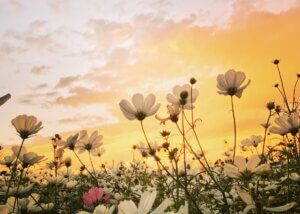 a picture of spring flowers growing