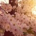a picture of cherry blossoms blooming and in trasnition