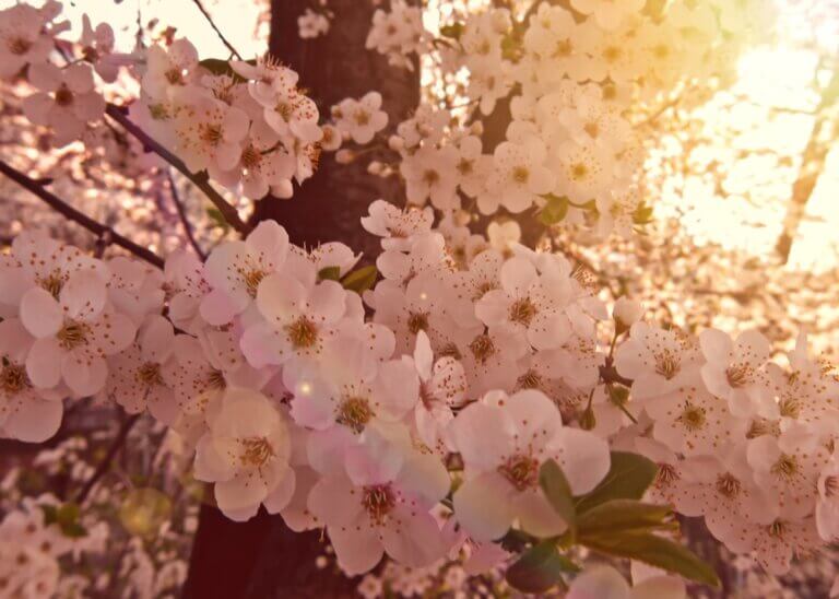 a picture of cherry blossoms blooming and in trasnition