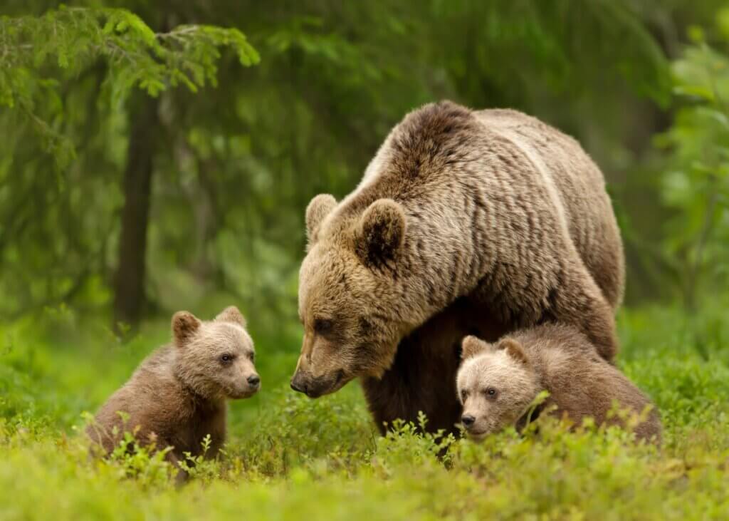 a mama bear with her cubs in the wild