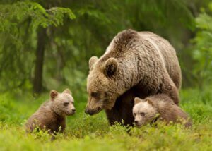 a mama bear with her cubs in the wild
