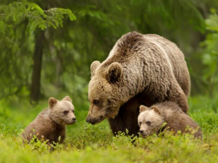 a mama bear with her cubs in the wild