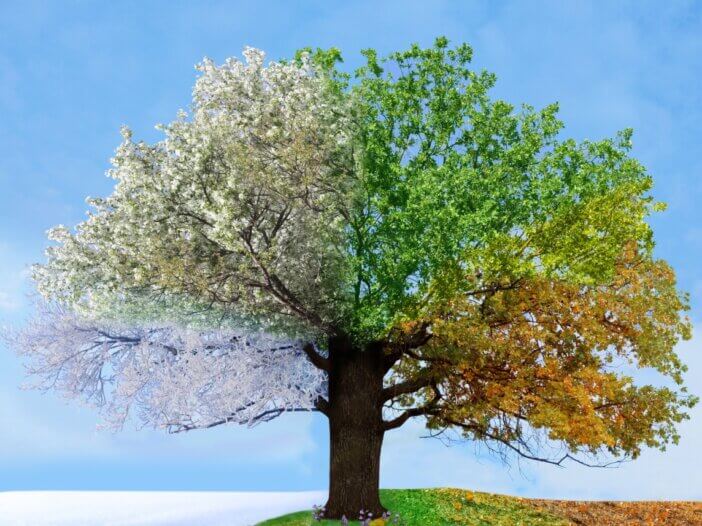 a picture of a tree that highlights all the different seasons