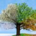 a picture of a tree that highlights all the different seasons