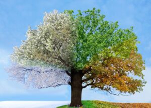 a tree that highlights all the different seasons
