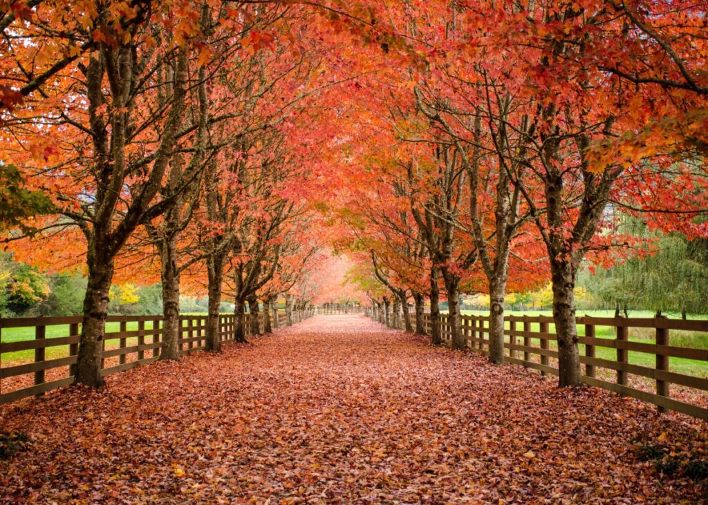 a fall picture with a shift of changing leaves