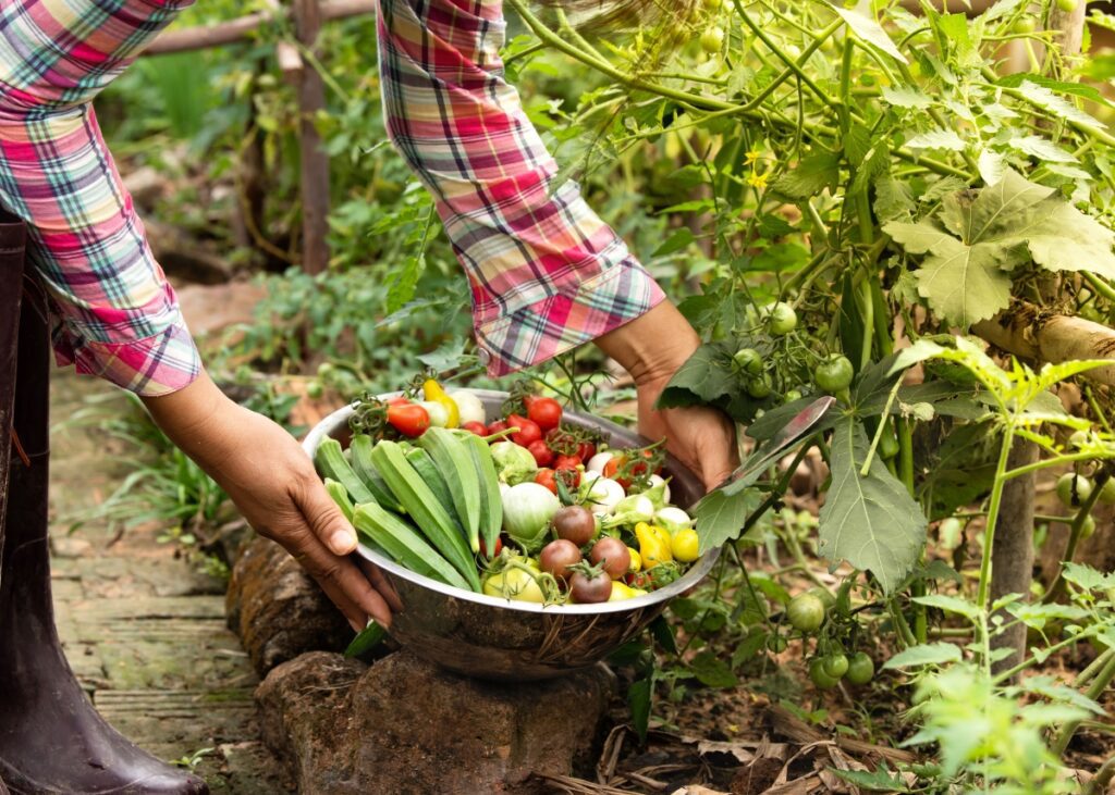 a person harvesting vegetables
