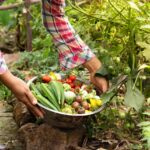 a person harvesting vegetables